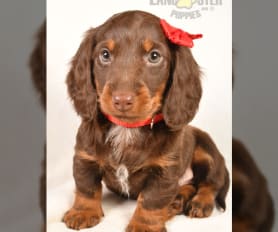 Dachshund Miniature Puppies for Sale Lancaster Puppies