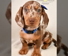 Merle dachshund for sale online