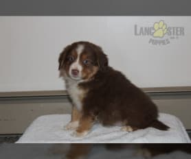 70529 Lancaster Puppies