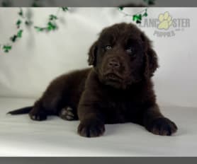 Newfoundland for sale 500 clearance