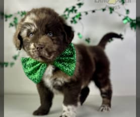 Newfoundland for sale 500 deals