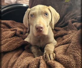 Labmaraner puppies store for sale