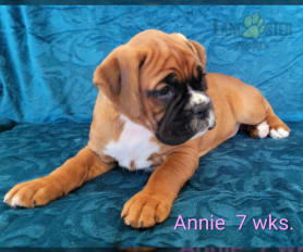 Boxer puppies available now near online me
