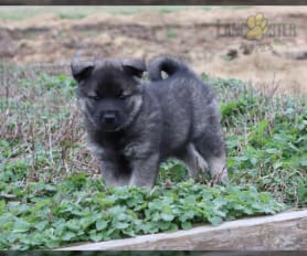 Mini norwegian elkhound hot sale