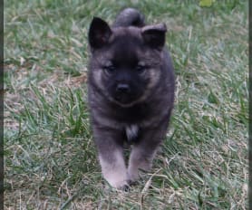 Norwegian elkhound craigslist new arrivals