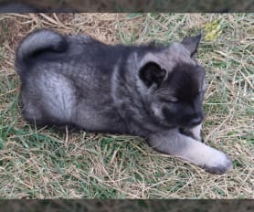 Mini norwegian elkhound hot sale