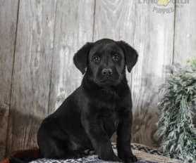 Chocolate lab puppies for sale near me hotsell