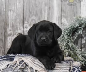 Black lab hot sale puppies near me