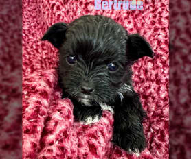 Toy shorkie hot sale puppies for sale