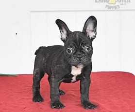 Frenchton for sale store