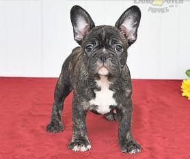 Frenchton Puppies for Sale Lancaster Puppies