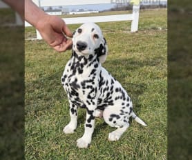 Purebred dalmatian for sale clearance