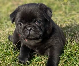 Pug Puppies for Sale Lancaster Puppies