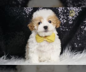 F1b maltipoo for sale cheap