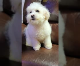 Mini toy poodle for sale near me online