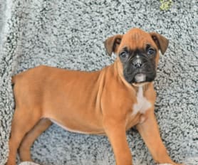 Kc registered boxer puppies for sale deals