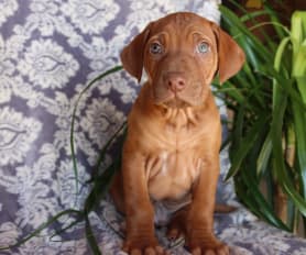 Purebred rhodesian ridgeback puppies for sale deals