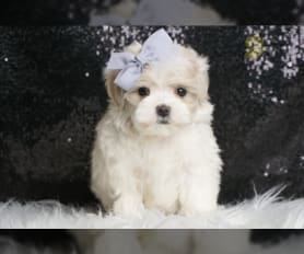 Teacup maltipoo craigslist sale