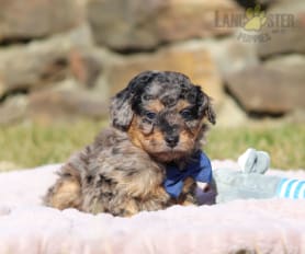 Toy cockapoo for sale north east discount