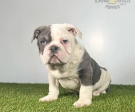 Merle olde english new arrivals bulldog for sale