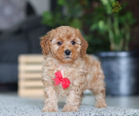 Puppies under $500 near me deals