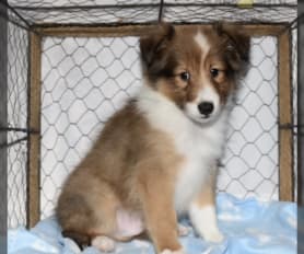 Blue merle sheltie puppies for sale on sale
