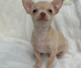 Toy chihuahua for sale near me shop
