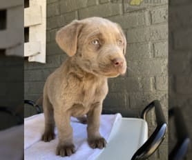 Lab cross puppies for sale sale