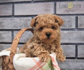 Cheap toy poodles for sale hotsell