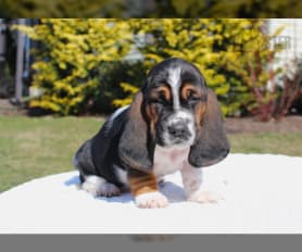 Blue merle basset hound discount