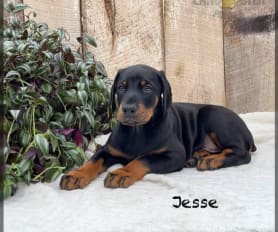 Chocolate doberman puppies for sale online