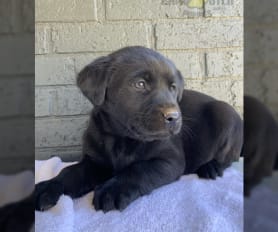 Labrador Retriever Puppies for Sale Lancaster Puppies