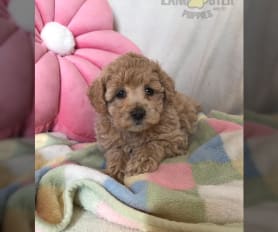 Eskimo poodle puppies for sale top