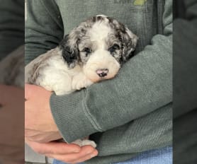 Grey labradoodle sale puppies for sale