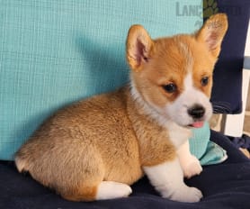Bruno farms corgi shop
