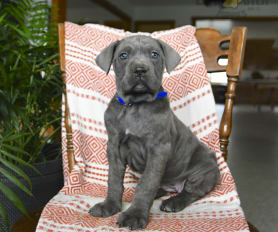 Merle cane corso 2025 puppies for sale