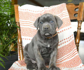 Merle cane corso puppies for sale deals