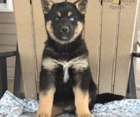 Shepsky for sale near me clearance