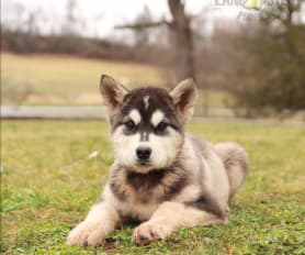 Bouncing malamute puppies for sale sale