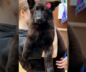 Jarman safed puppy price deals