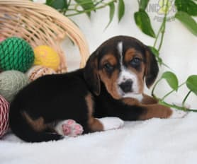 Cheagle puppies for sale near me hotsell