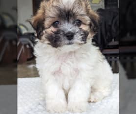 Greenfield puppies store teddy bear