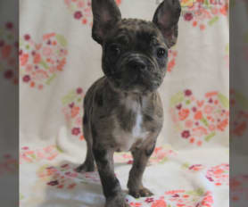 Frenchton Puppies for Sale Lancaster Puppies