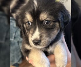 Goberian puppies for sale 2019 outlet