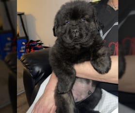 Black chow chow puppy for sale hotsell