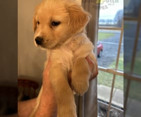 Goberian puppies for sale 2019 clearance