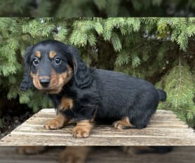 Long haired wiener dog for sale top