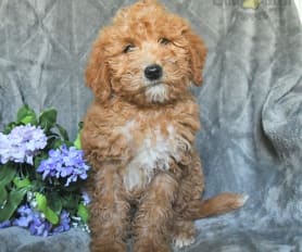 Labradoodle poodle mix for sale cheap