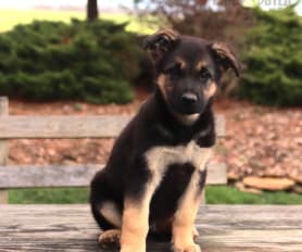 German shepherd husky mix puppy for sale on sale