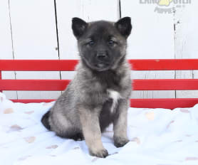 Norwegian Elkhound Puppies for Sale Lancaster Puppies